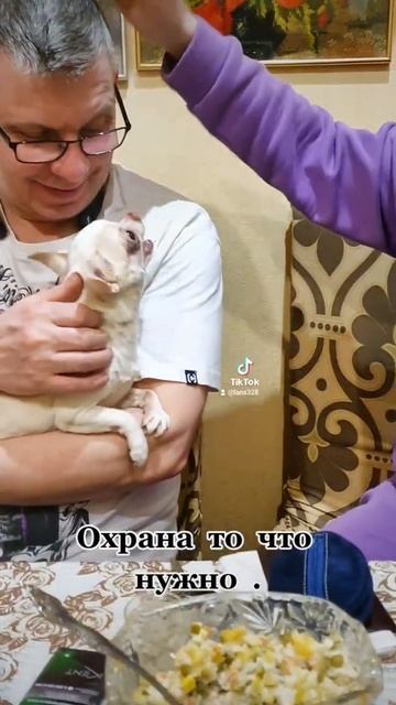 чихуа приколы. чихуахуа приколы. смотреть онлайн