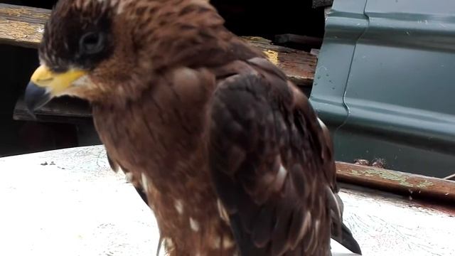 Мы нашли Сокола на даче часть 2 смотреть онлайн