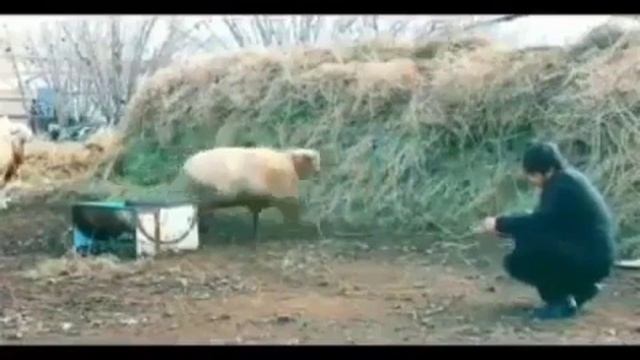 Приколдар(3)