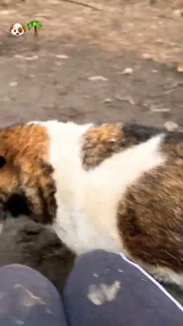 🐶😵💫😆#возьмидругаизприюта #шортс#ковчегялта#прикол +7 (978) 899-25-45