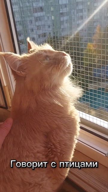 При нарезке видео я заметила, что кот разговаривал с птицами. 😲 Шок #юмор смотреть онлайн