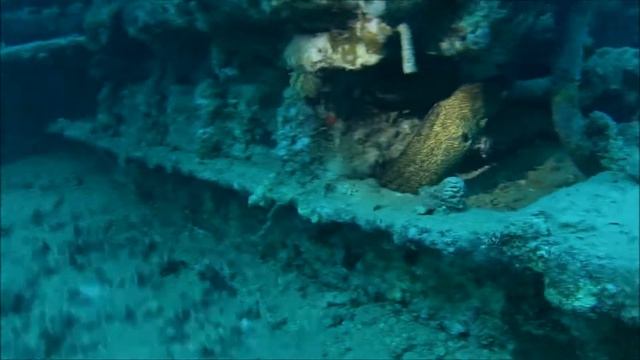 Тистлегорм, Египет 2019, Шарм Эль Шейх // Thistlegorm, Egypt 2019,  Sharm El Sheikh