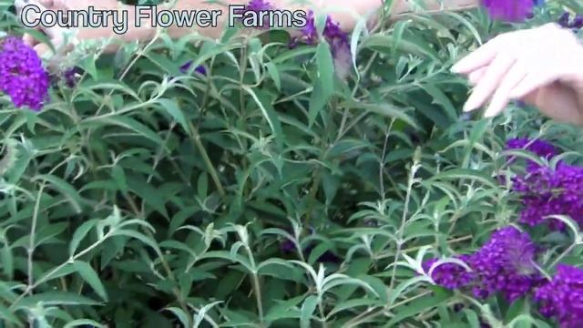 How to Deadhead a Butterfly Bush смотреть онлайн
