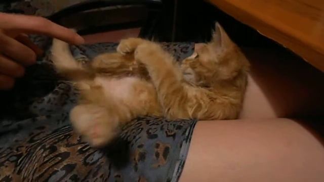 котэ.AVI смотреть онлайн
