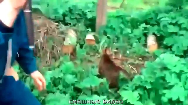 СМЕШНЫЕ ВИДЕО ПРИКОЛЫ С ПЬЯНЫМИ