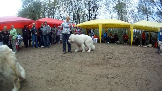 щенки кобели смотреть онлайн