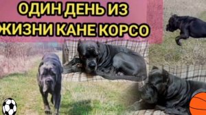 КАК ЖИВЕТ ОБЫЧНЫЙ КАНЕ КОРСО. ОДИН ДЕНЬ ИЗ ЖИЗНИ