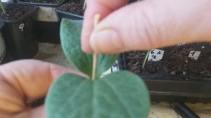 Прививка арбуза, дыни и огурца в "укол"