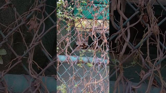 Shy Jaguar Caught on Video! You Won't Believe What Happens Next! смотреть онлайн
