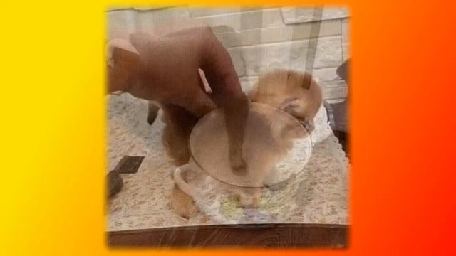 Приколы с котами| Добрый позитив| Видео про котов| Кошки|ЖивотныеСоздай себе хорошее настроение смотреть онлайн