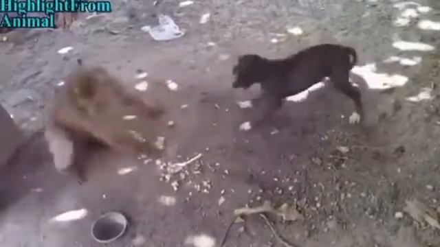 прикол ! обезьяна vs собака
