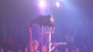 Circus Animal /Цирк/Шоу разных животных/The show of different animals