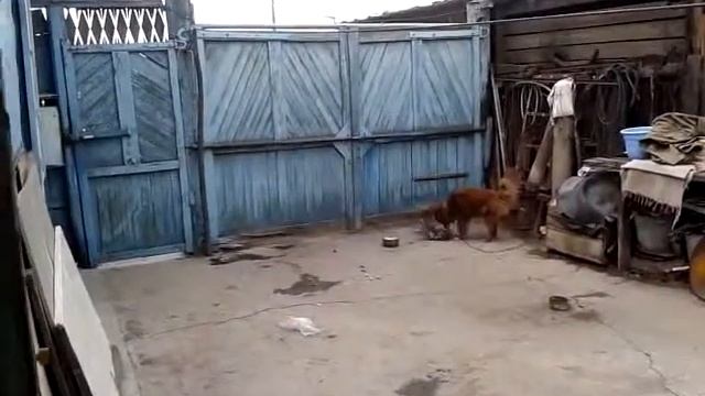 Пакет и собака смотреть онлайн
