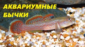 Необычное, но популярное.  Серия 7 - Аквариумные бычки