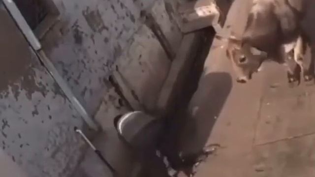 бык не удержался... прикол смотреть онлайн