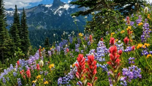 ЧИРОЙЛИ КУШИК БИЛАН ТАБИАТ БАГРИДА САЁХАТ...💜 смотреть онлайн