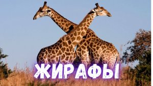 Жирафы. Топ 10 фактов про необычное длинношеее