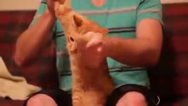 Кот прикольно танцует с хозяином! Cat dances with host смотреть онлайн