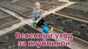 Как УХАЖИВАТЬ за КЛУБНИКОЙ весной? Начинаем делать грядки для малины.