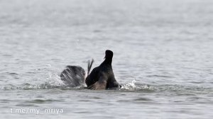 Птицы Крыма. Боевые Лысухи.