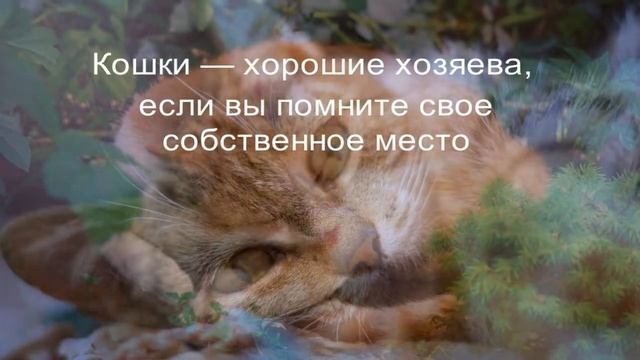 Прикольные статусы про кошек и людей смотреть онлайн