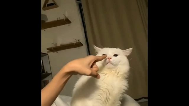 СМЕШНЫЕ И МИЛЫЕ КОТЫ И КОШКИ / ЛУЧШИЕ ПРИКОЛЫ / Я РЖАЛ ДО СЛЕЗ / ЗАСМЕЯЛСЯ ПРОИГРАЛ / Выпуск #1 смотреть онлайн