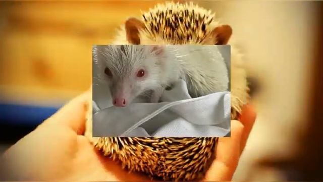 А ёжик тоже влюблен . смотреть онлайн