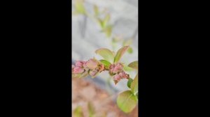 Вот и первый шмель прилетел на рассаду