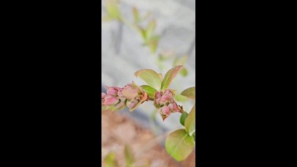 Вот и первый шмель прилетел на рассаду