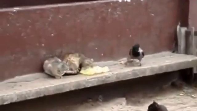 Ворона тролит котов смотреть онлайн