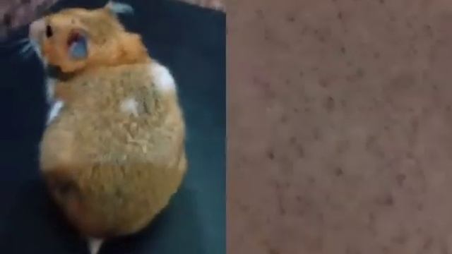 Хомяка сдула деффка смотреть онлайн