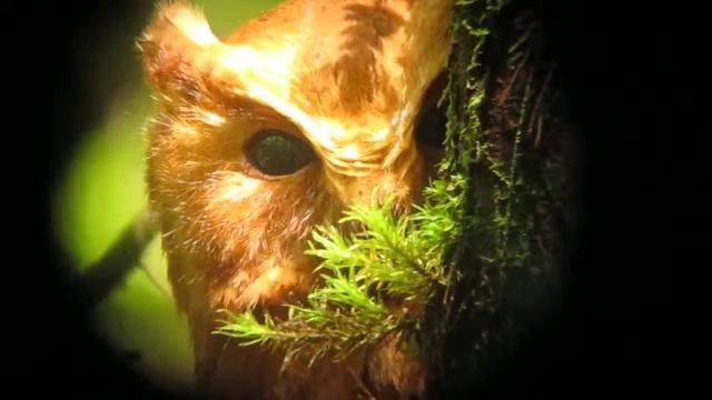 Cinnamon Screech Owl Megascops petersoni 2 San Vicente de Chucuri, E Andes смотреть онлайн