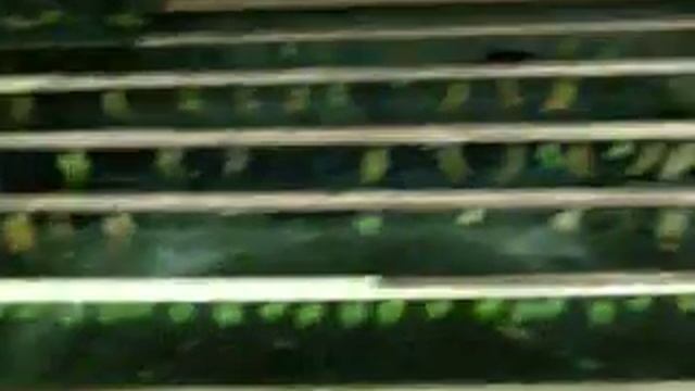 Выставка бабочек