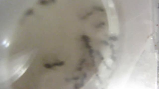 муравьиная ферма #45 возвращение смотреть онлайн