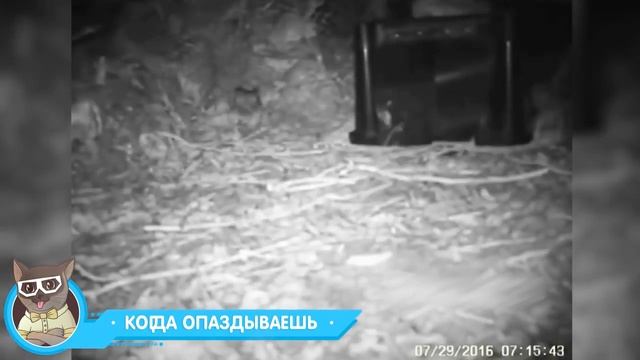 58_ЛУЧШИЕ ПРИКОЛЫ 2018 АПРЕЛЬ - Умненькая обезьянка