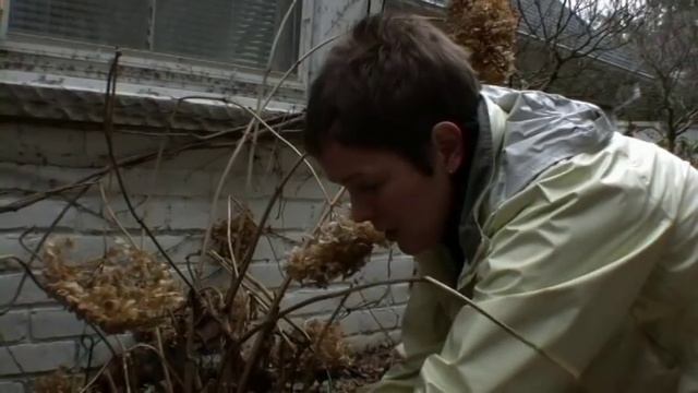 How to Prune Annabelle Hydrangea смотреть онлайн