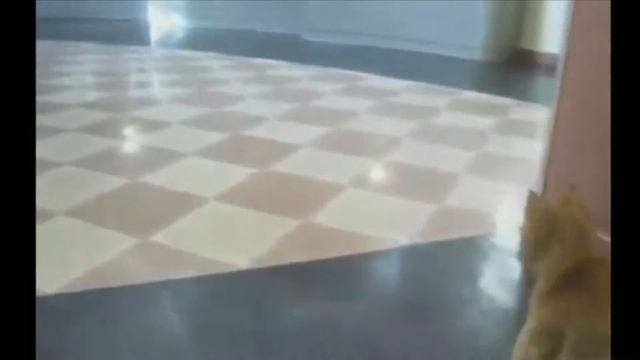 ЛУЧШИЕ ПРИКОЛЫ 2013 года смотреть онлайн