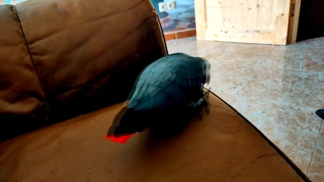 ✅СПЕЛ СВОЕМУ ПОПУГАЮ и ПОЖАЛЕЛ 🤣 ОДИН ДЕНЬ ИЗ ЖИЗНИ ГОВОРЯЩЕГО ПОПУГАЯ 🐦 ЖАКО ПЕТРУНЯ