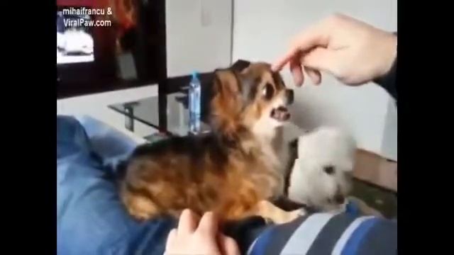 Прикольные собаки подборка 1 смотреть онлайн