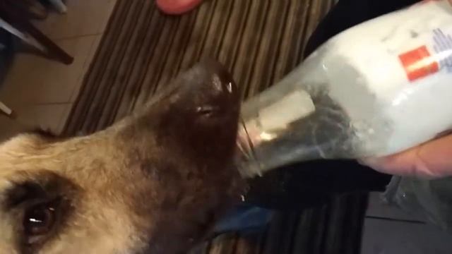 Смешной язык собаки. Прикол. смотреть онлайн