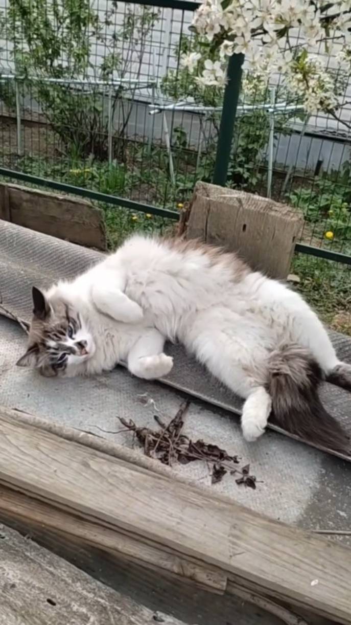 Мачо любит валяться с удовольствием на дровах и досках смотреть онлайн