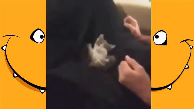 ПРИКОЛЫ! Дружба по кошачьи! Лучшее видео с приколами! Кошки и собаки смотреть онлайн