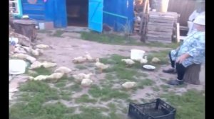 Татарча кызык видеолар