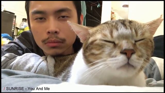 Прикол Коту нравится музыка (Лучшие приколы 2015) смотреть онлайн