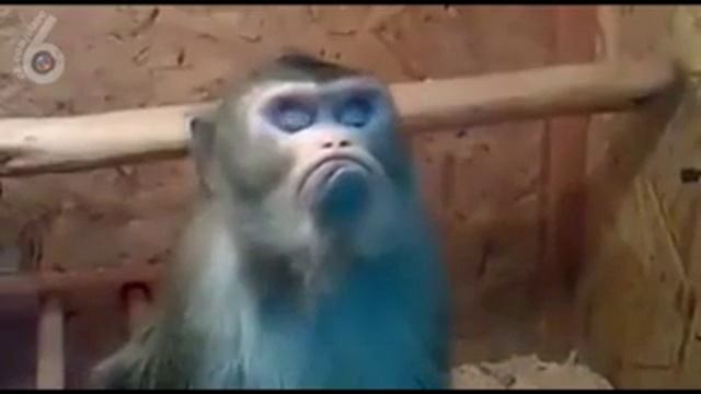 Смешные ролики. Я обиделась.... смотреть онлайн