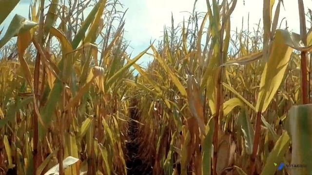 Осенний день поля 2019 смотреть онлайн