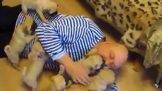 Доброе утро, мопсы смешное видео смотреть онлайн