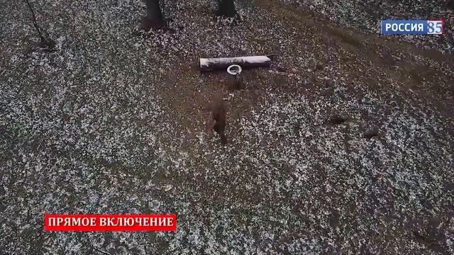 УЖАС в лесу ... Авторская кинокомедия 🤣 Угарно смешное интересное видео 🔥 смотреть онлайн