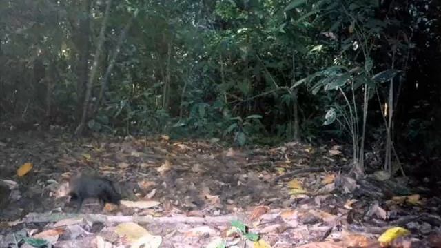 SHORT-TAILED MONGOOSE (camera trap video) смотреть онлайн
