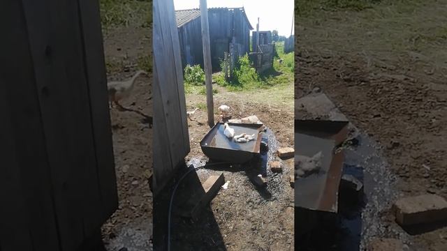 Гусята первый раз купаються смотреть онлайн